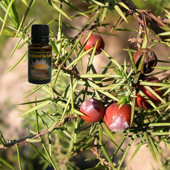 Cade (Prickly Juniper) 15ml Black