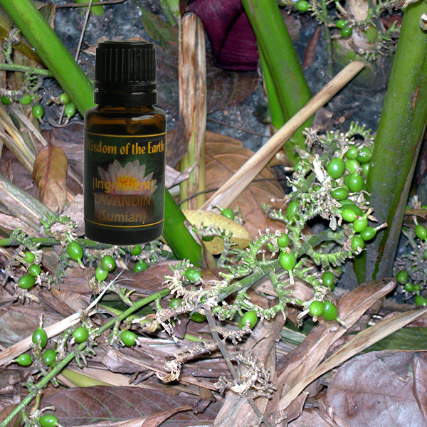 Cardamon Seed Bk 5ml