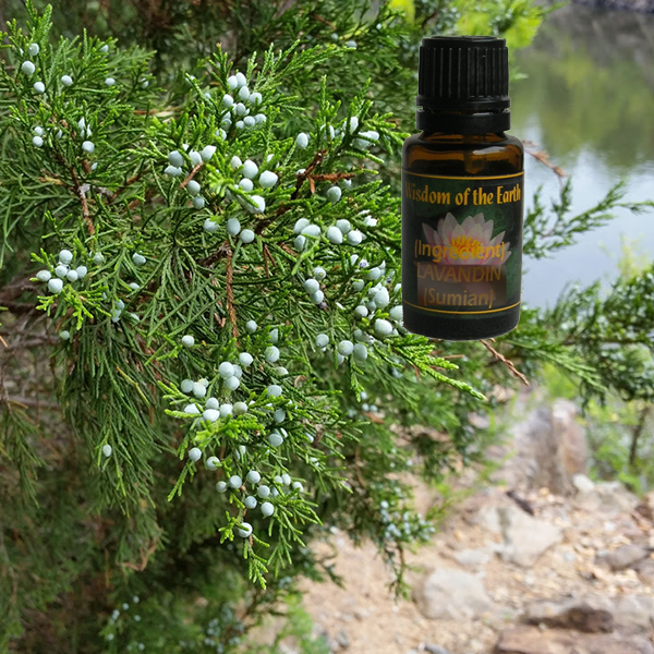 Cedarwood Virginia 15ml