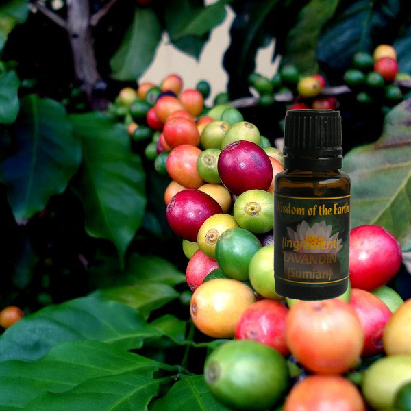 Coffee Bean Absolute - 15 ml