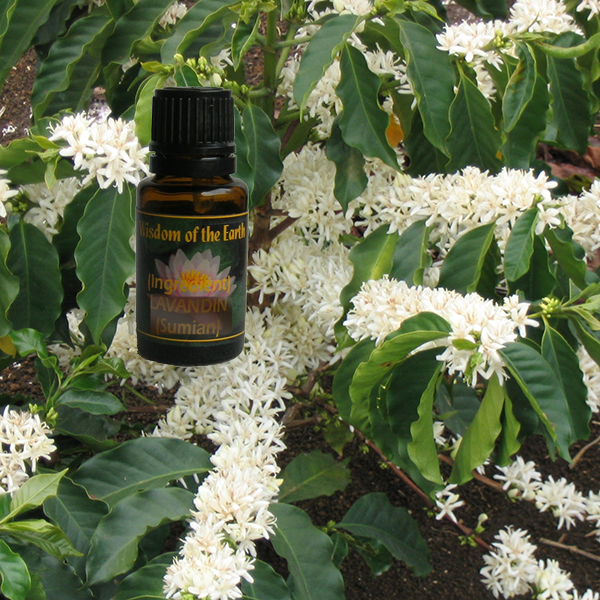 Coffee Flower 15ml