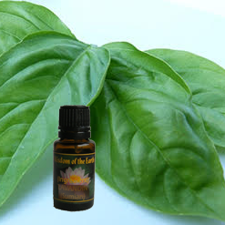 Basil Exotic 15ml