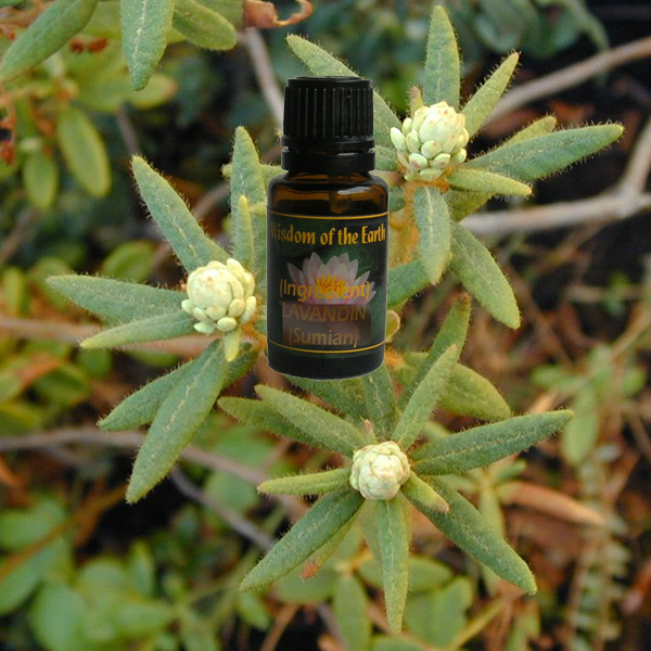 Greenland Moss - 15 ml