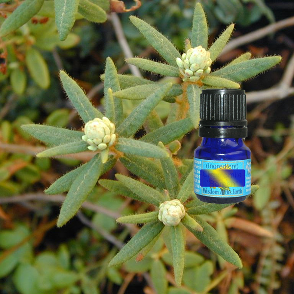 Greenland Moss - 5 ml