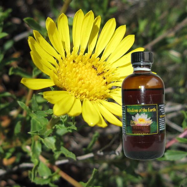 Grindelia 120ml