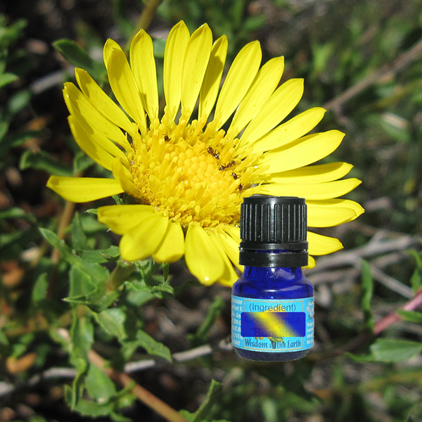 Grindelia 5ml