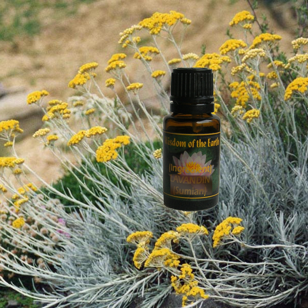 Helichrysum Immortelle Albania 15ml