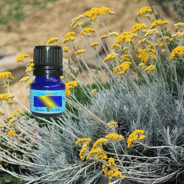 Helichrysum Immortelle Albania 5ml