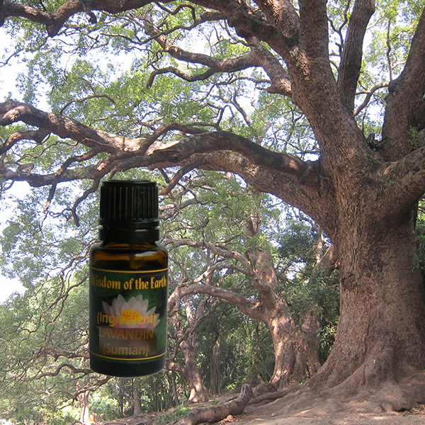 Ho Wood 15ml