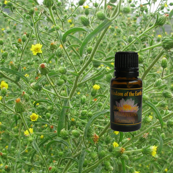 Inula Graveolens 15ml
