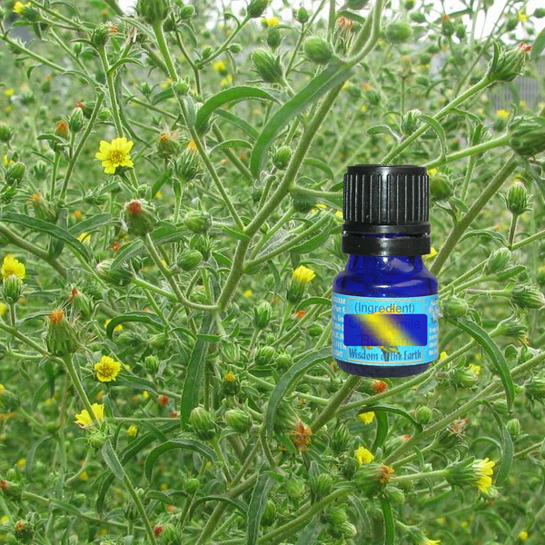 Inula Graveolens 5ml