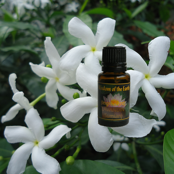 Jasmine Sambac Absolute 15ml