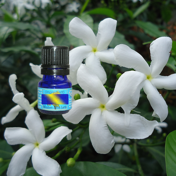 Jasmine Sambac Absolute 5mls