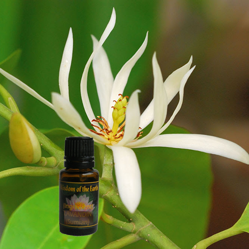 Magnolia Blossom 15ml