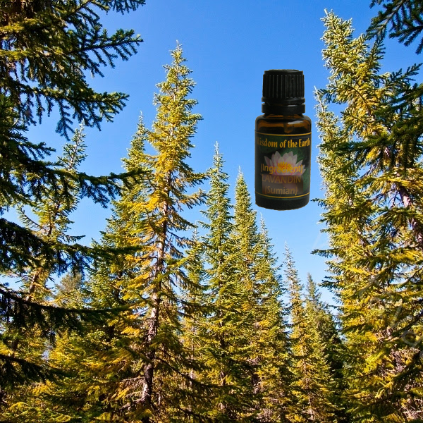 Fir Needle Siberian 15ml