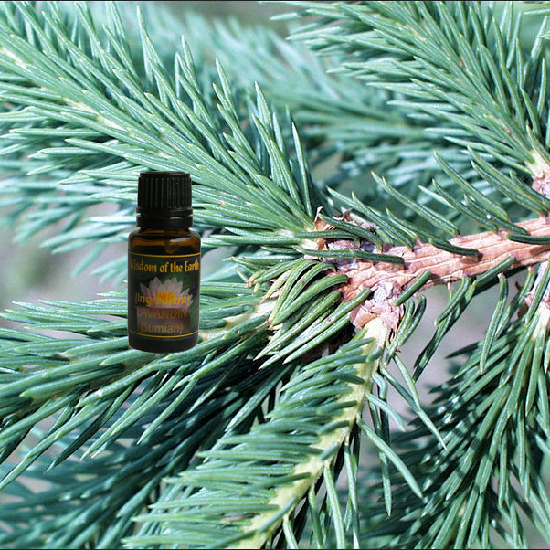 Spruce Norway 15ml
