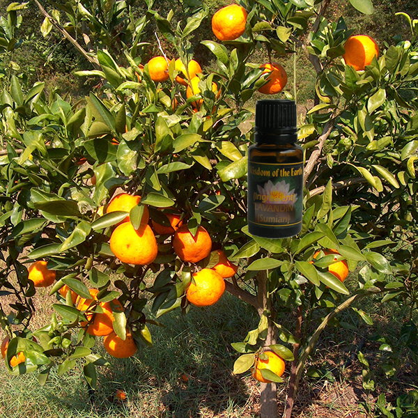 Tangerine 15ml