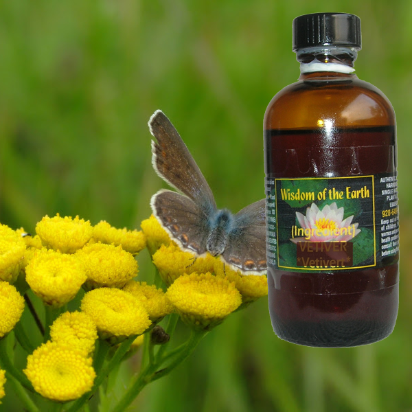 Tansy Blue 120ml