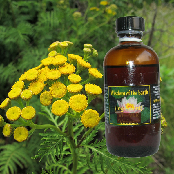 Tansy Common 120ml Essential Essence