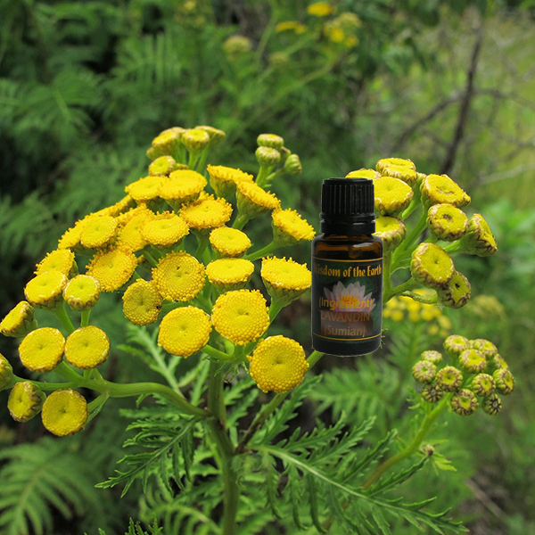 Tansy Common 15ml Essential Essence