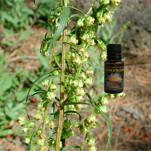 Tarragon 15ml.