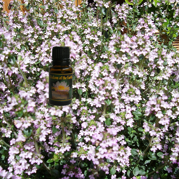 Thyme Gerinol 15ml