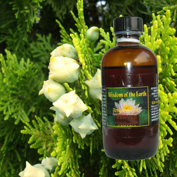 Thuja Orientalis 120ml