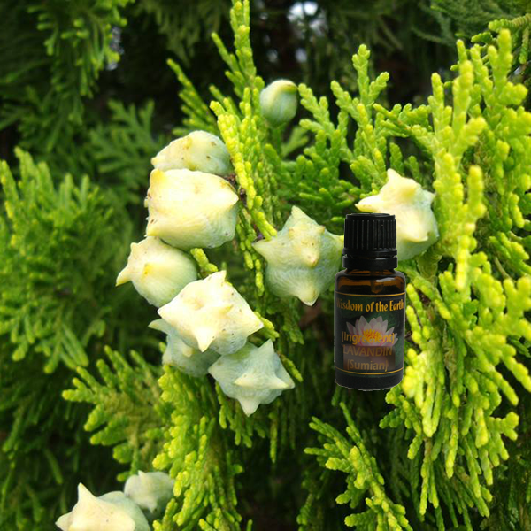 Thuja Orientalis 15ml