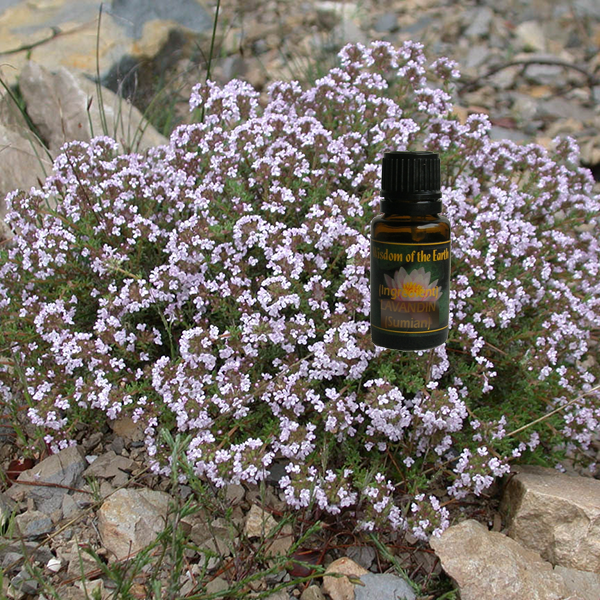 Thyme Linalool 15ml