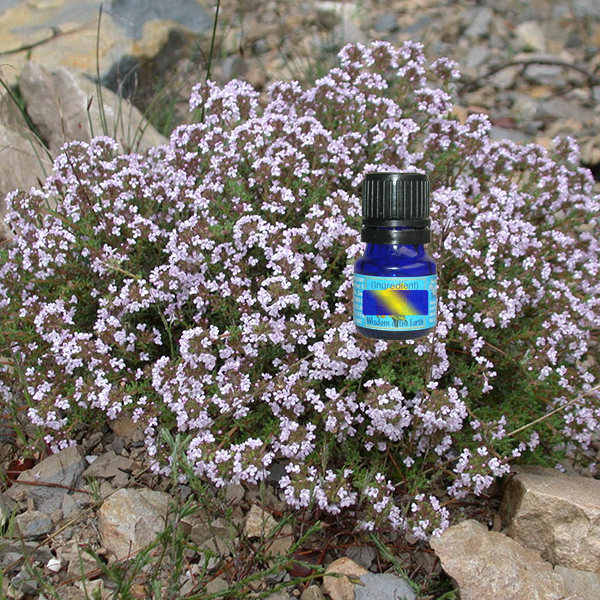 Thyme Linalool 5ml