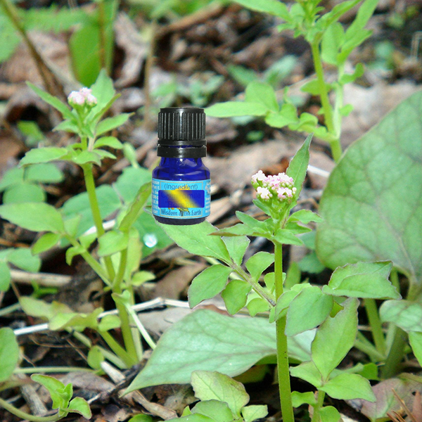Valerian Root 5ml