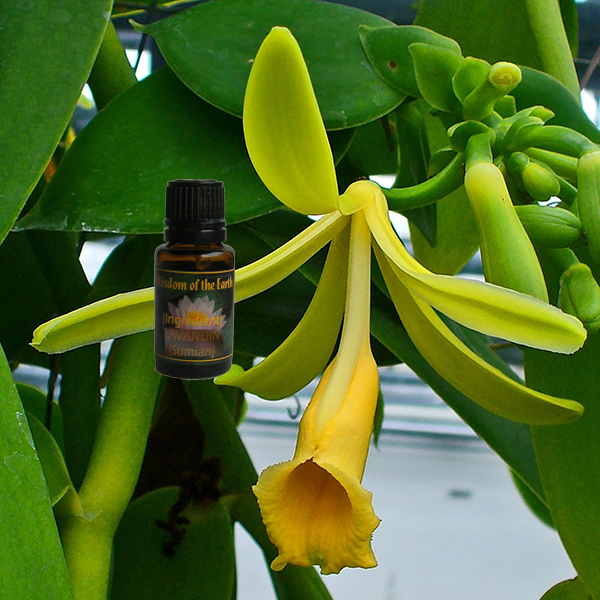 Vanilla 15ml