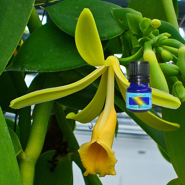 Vanilla 5ml