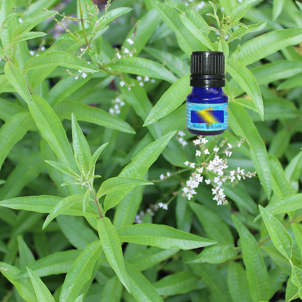 Verbena Lemon 5ml