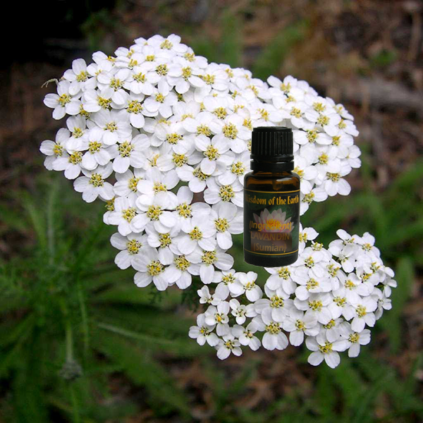 Yarrow (Blue) 15ml