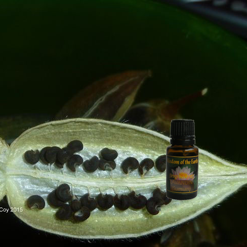 Ambrette Seed 15ml