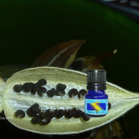 Ambrette Seed 5ml