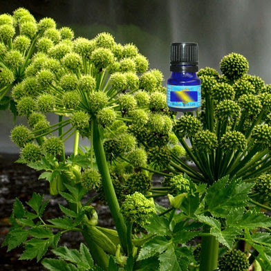 Angelica Root 5ml