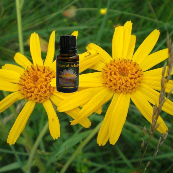 Arnica Montana 15ml