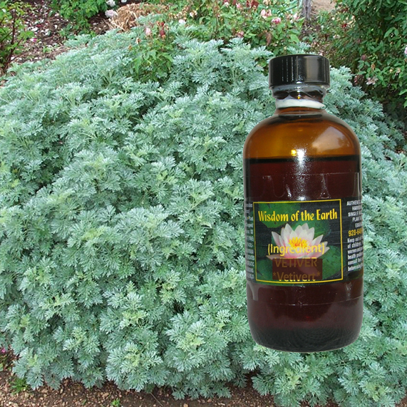 Artemisia Annua (Sweet Annie)