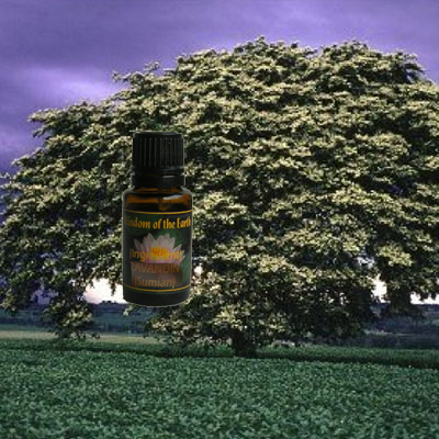 Balsam (Copaiba) 15ml