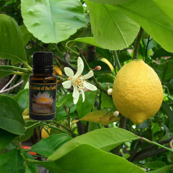 Bergamot 15ml