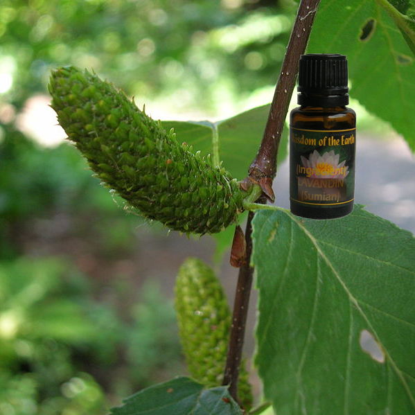 Birch Sweet 15ml