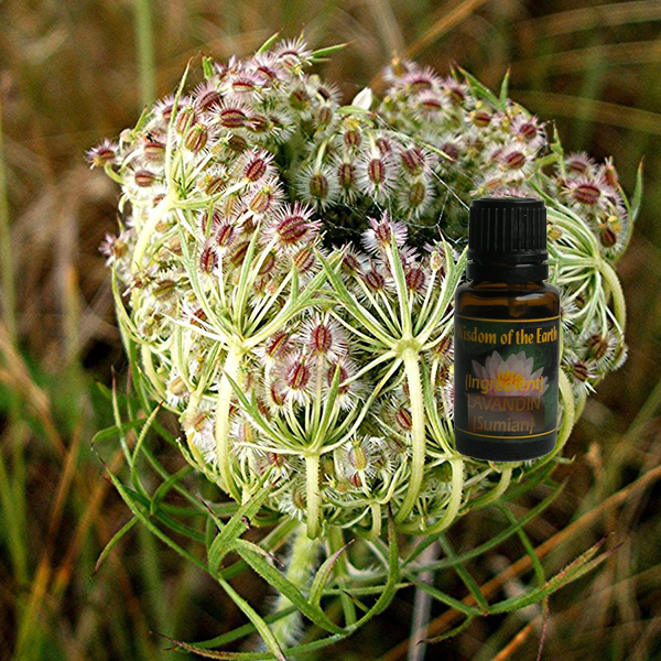 Carrot Seed 15ml