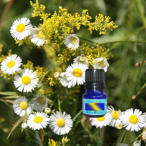 Chamomile Blue 5ml
