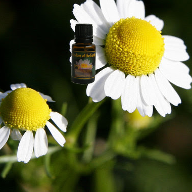 Chamomile Wild 15ml