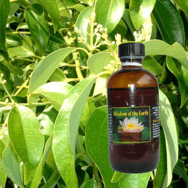 Cinnamon Leaf 120ml