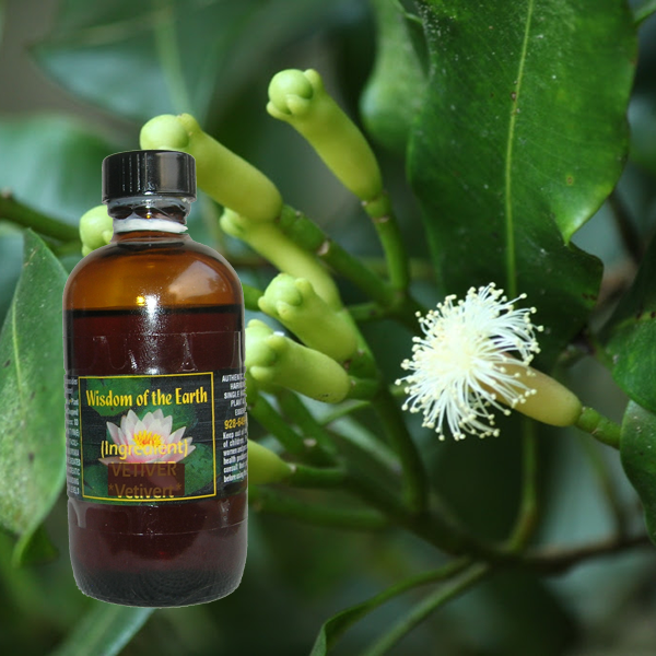 Clove Bud 120ml