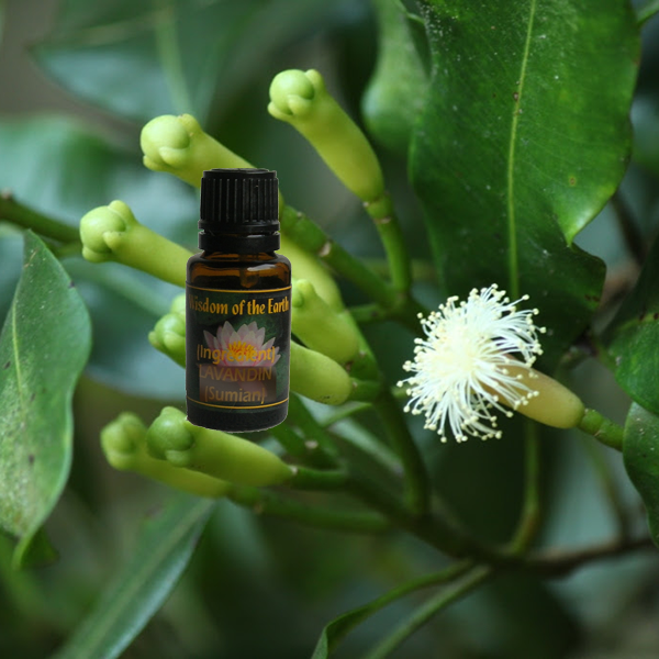 Clove Bud 15ml