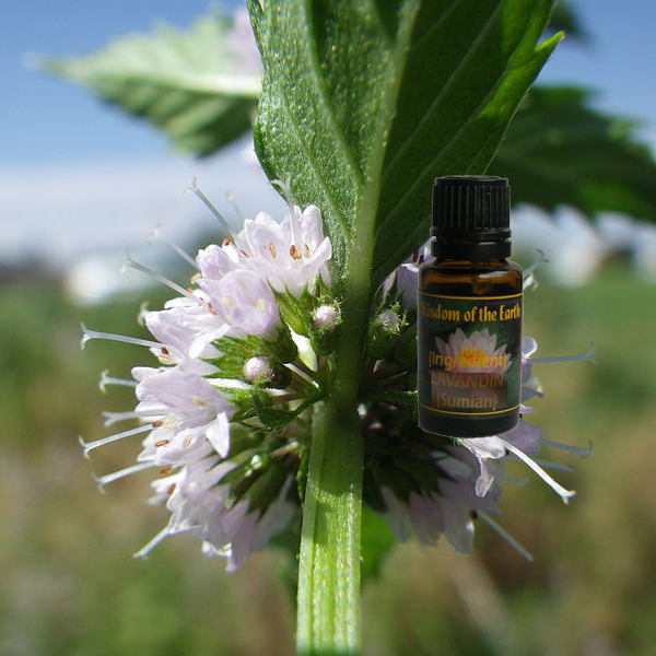 Cornmint 15ml